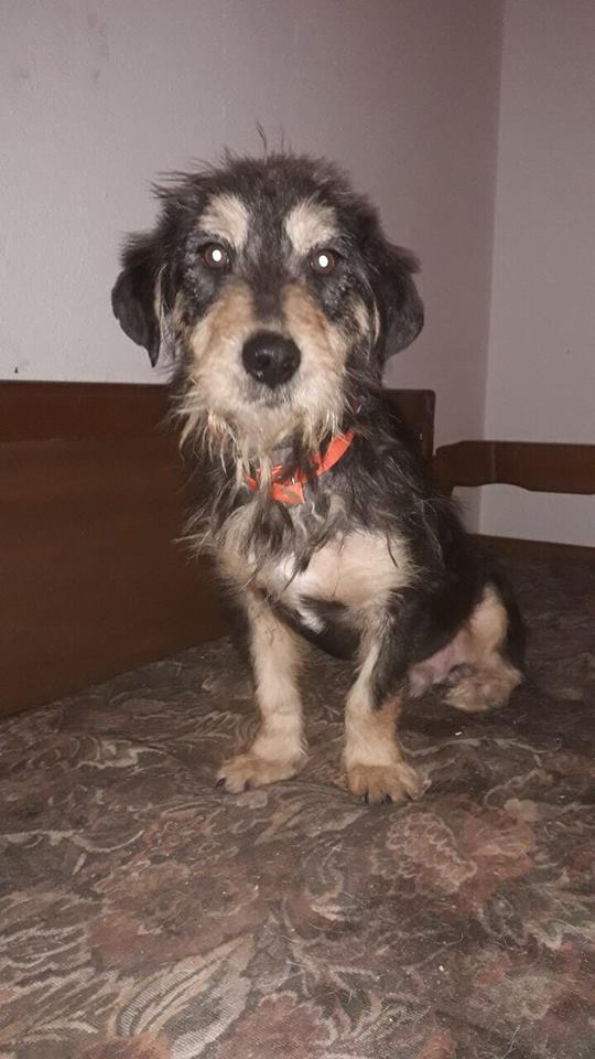 Theodor Zorro Dogsavior Mrz19 2