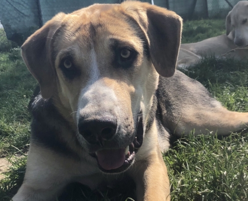 Ben Zorro Adoption e1556869567613