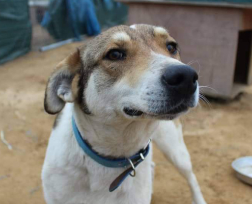Bobby Zorro Dogsavior HP April19