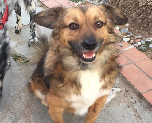 Cookie Zorro Dogsavior HP April19