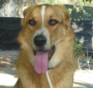 Koko Zorro Hp6