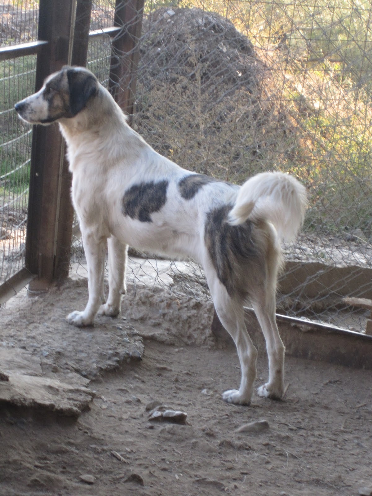 Aphrodite Adopt Zorro