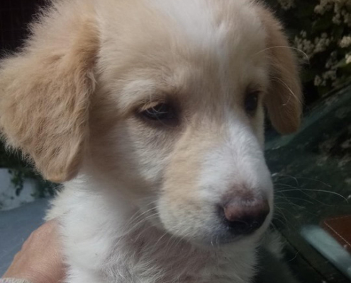 Elli Zorro Dogsavior HP Mai19 2