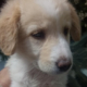 Elli Zorro Dogsavior HP Mai19 2