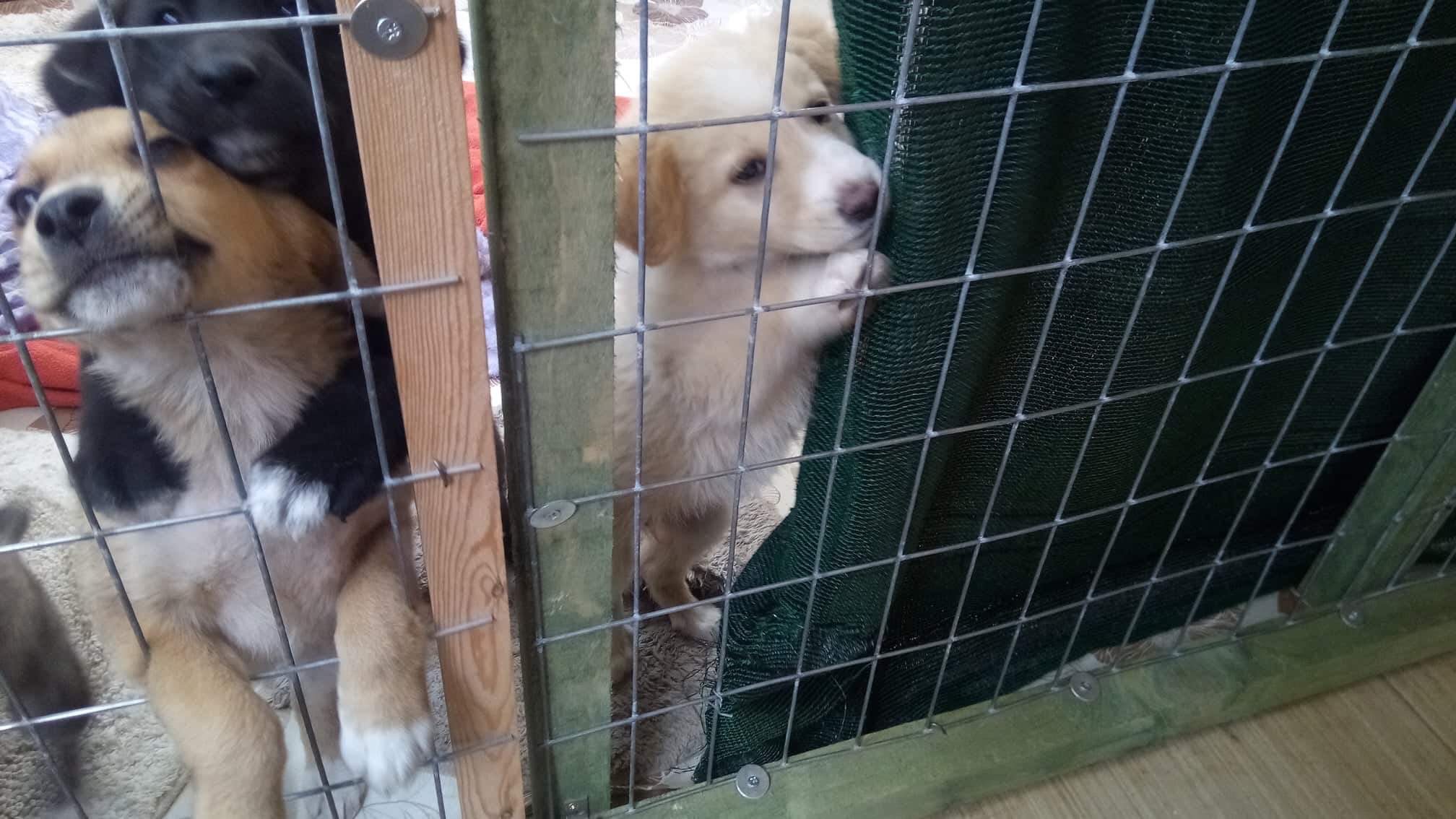 Elli Zorro Dogsavior Mai19 