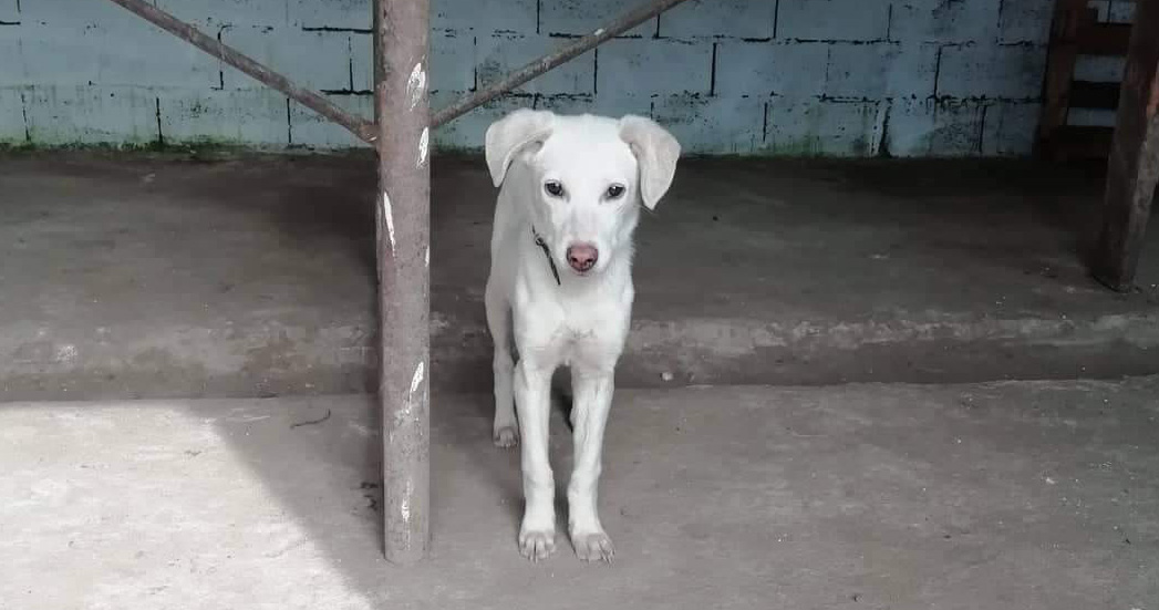 Jolie Zorro Dogsavior Beitragsbild April19