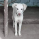Jolie Zorro Dogsavior HP April19