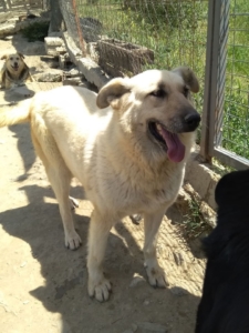 Krema Zorro DogsaviorHp Dez192