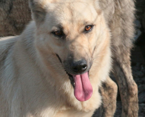 Krema Zorro Dogsavior HP April19