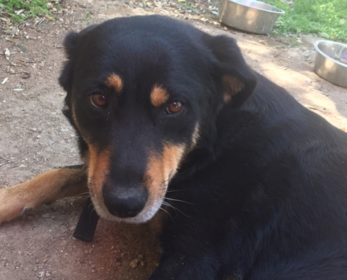 Lilly Zorro Dogsavior HP Mai19