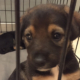 Lola Zorro Dogsavior HP Mai19