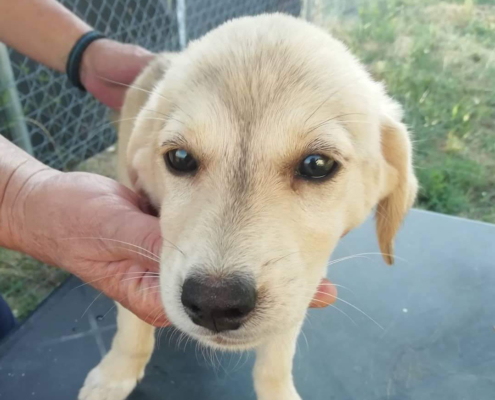 Luna Zorro Dogsavior HP Juni