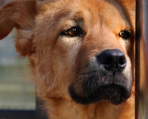 Max Zoro Tierschutz e1558427216937