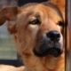 Max Zoro Tierschutz e1558427216937