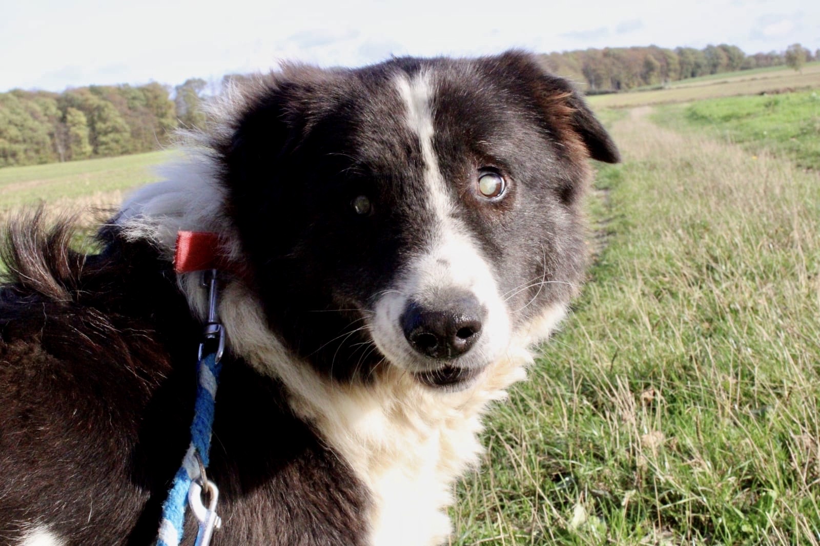 Phil zorro dogsavior Nov2019