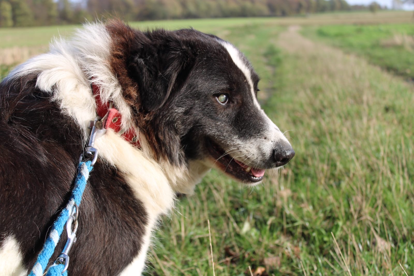 Phil zorro dogsavior Nov20192