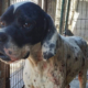 Pointer Zorro Dogsavior HP Mai19 1