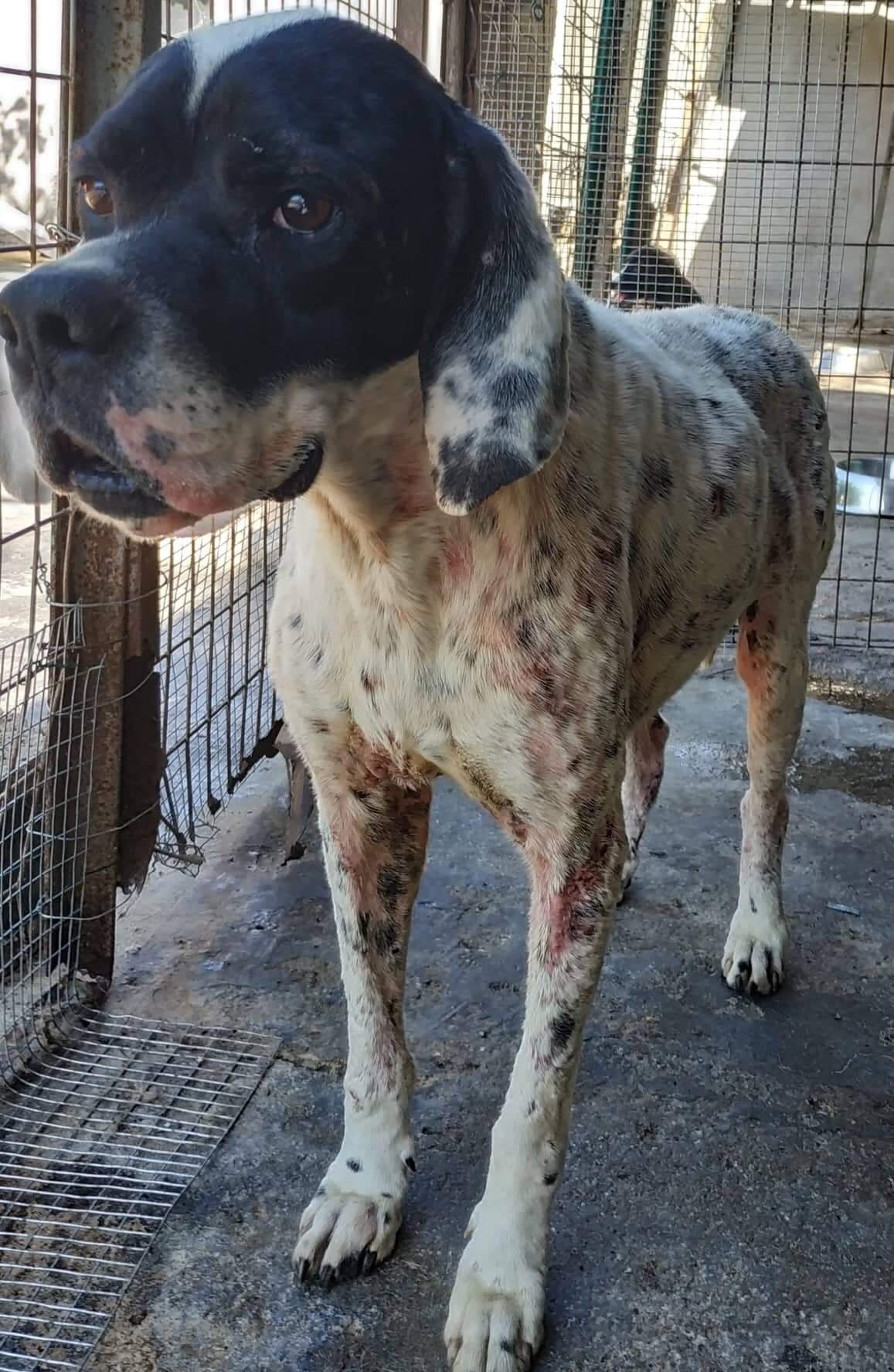 Pointer Zorro Dogsavior Mai19 1