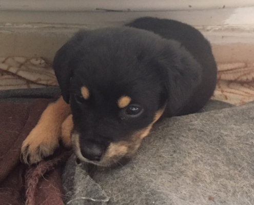 Sassy Zorro Dogsavior Mai19