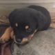 Sassy Zorro Dogsavior Mai19