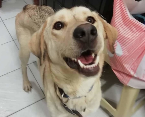 Sayana HP Zorro Dogsavior e1558210212789