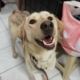 Sayana HP Zorro Dogsavior e1558210212789