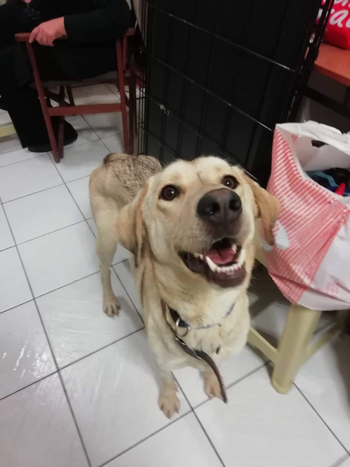 Sayana Zorro Dogsavior