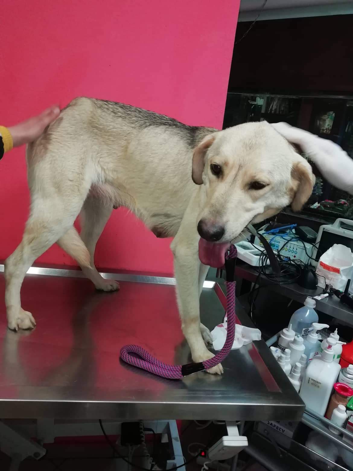 Sayana Zorro Dogsavior1