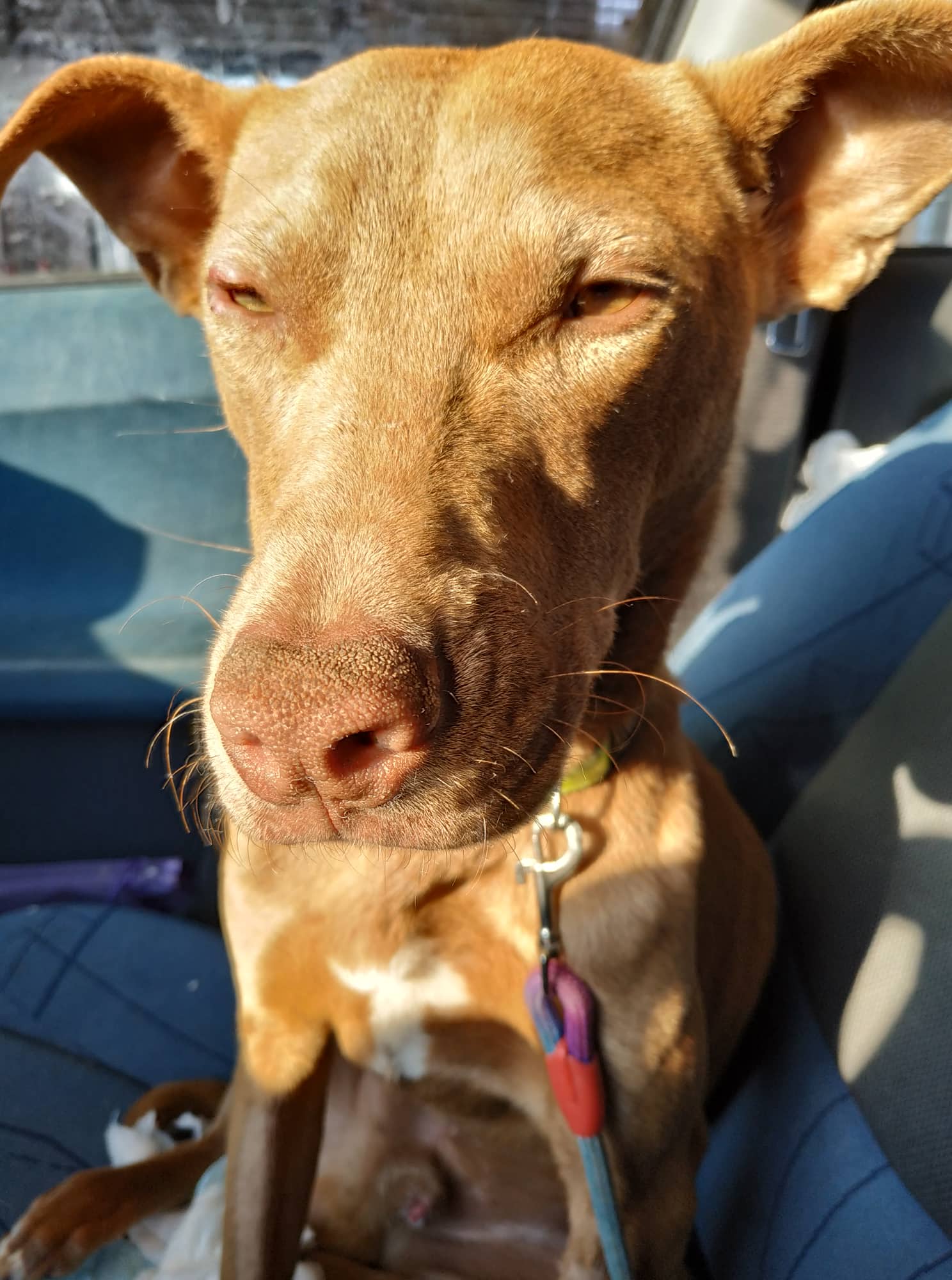 Solomon Zorro