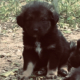 Summer Zorro Dogsavior HP Mai19