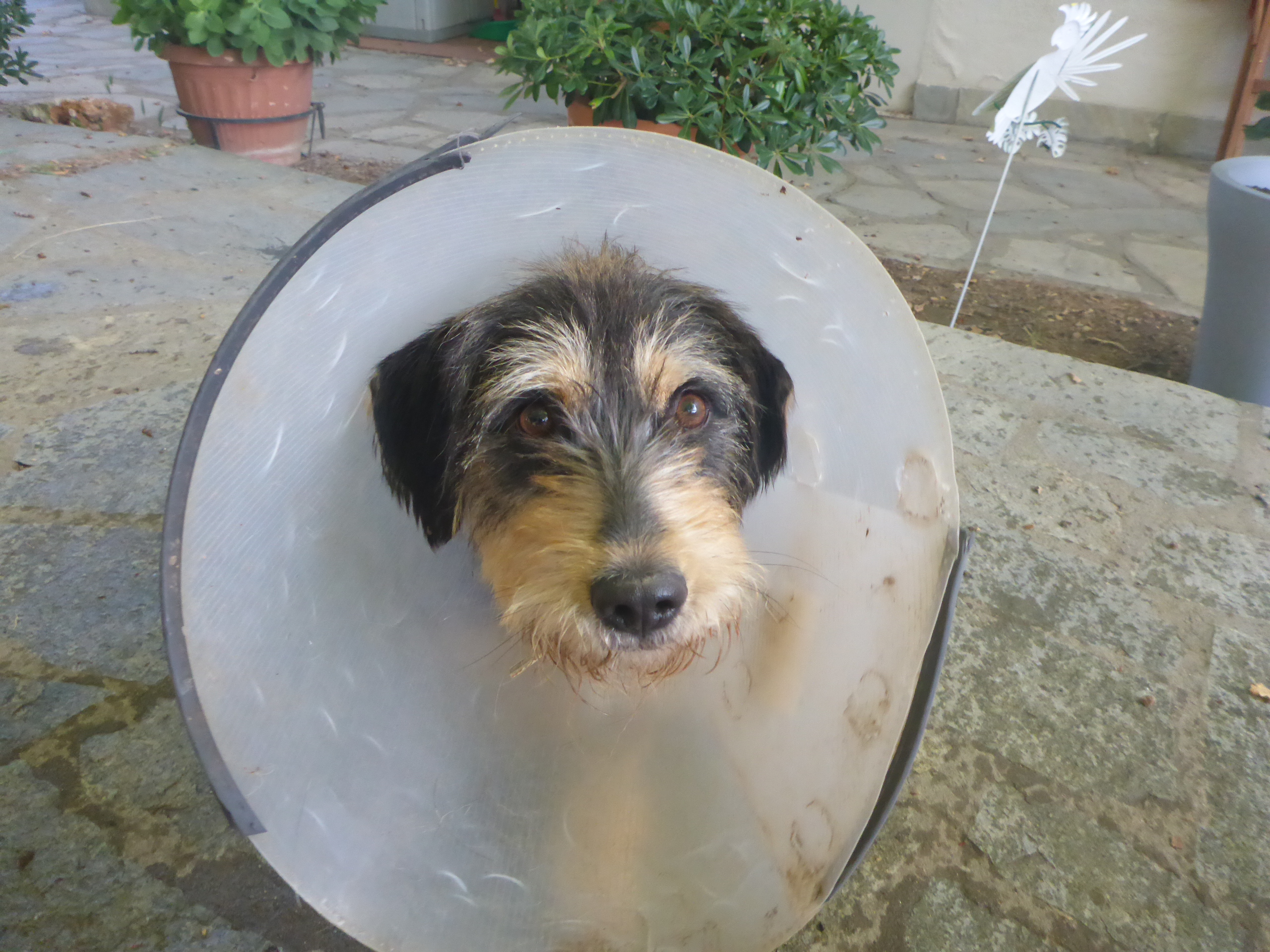 Theodor Zorro Dogsavior Okt19