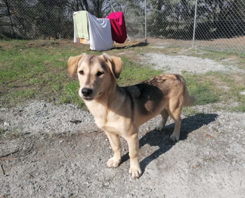Buddy Zorro HP Dogsavor Okt193 e1572002478590