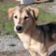 Buddy Zorro HP Dogsavor Okt193 e1572002478590