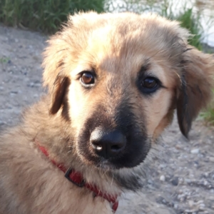 Jule Aerzen Adoption e1564230209919
