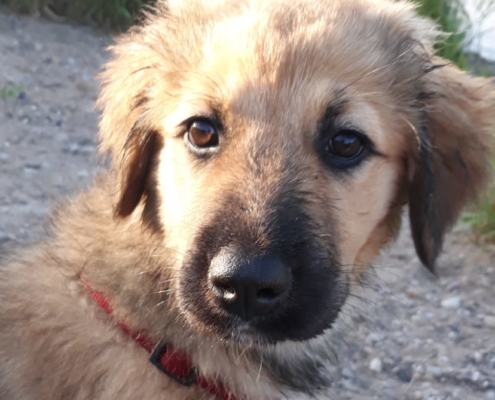 Jule Aerzen Adoption e1564230209919