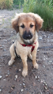 Jule adption aerzen tiere
