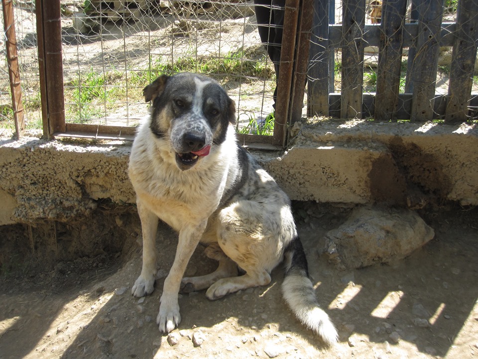Lari Zorro DogsaviorHp Dez19