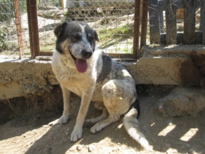 Lari Zorro DogsaviorHp Dez193