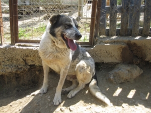 Lari Zorro DogsaviorHp Dez194