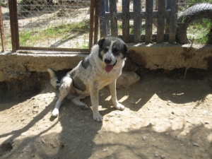 Lari Zorro DogsaviorHp Dez195