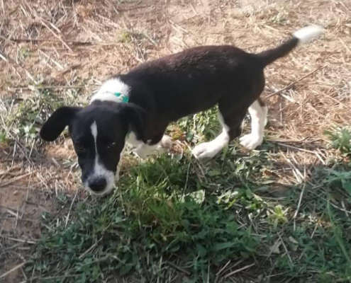 MiniMaja Zorro Dogsavior HP Juni