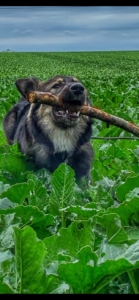 Thunder Zorro Dogsavior Nov 19 ebay