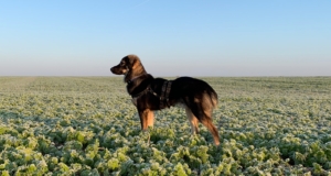 Thunder Zorro Dogsavior Nov 19 ebay3