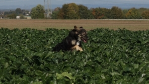 Thunder Zorro Dogsavior Nov 19 ebay4