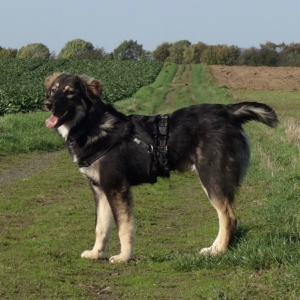 Thunder Zorro Dogsavior Nov 19 ebay5