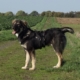 Thunder Zorro Dogsavior Nov 19 ebay5