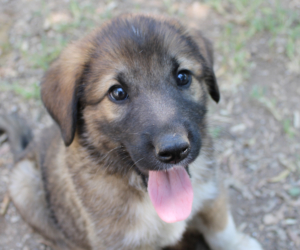 Ace Zorro Dogsavior HP Juli19