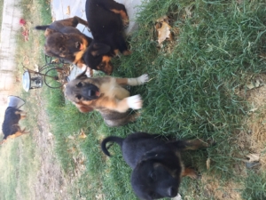 Ace Zorro Dogsavior Juli19 2