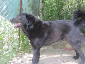 BlackJack Zorro DogsaviorHp Dez19