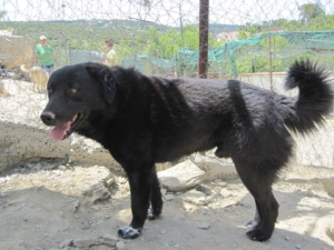 BlackJack Zorro DogsaviorHp Dez193